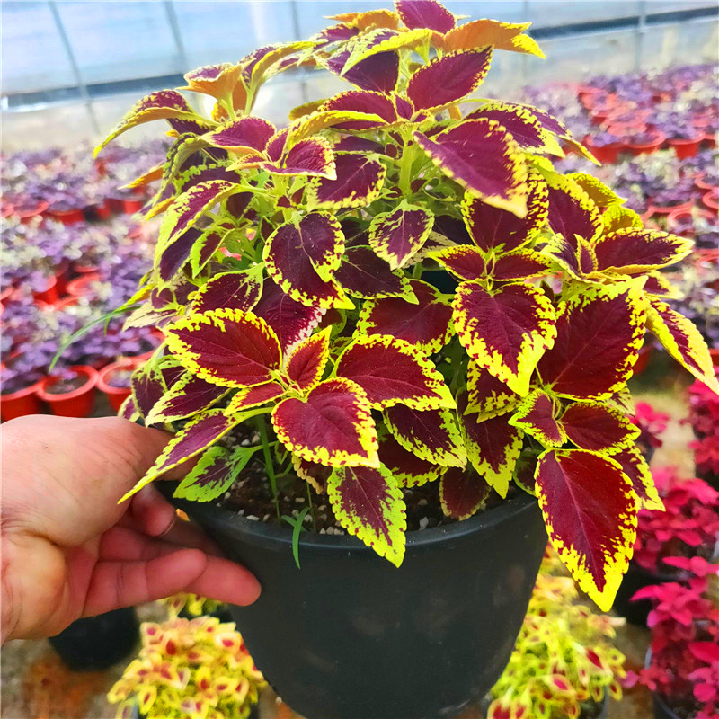 100Pcs Coleus Scutellarioides Incense Nature Plants Colored Grass Flower Incense
